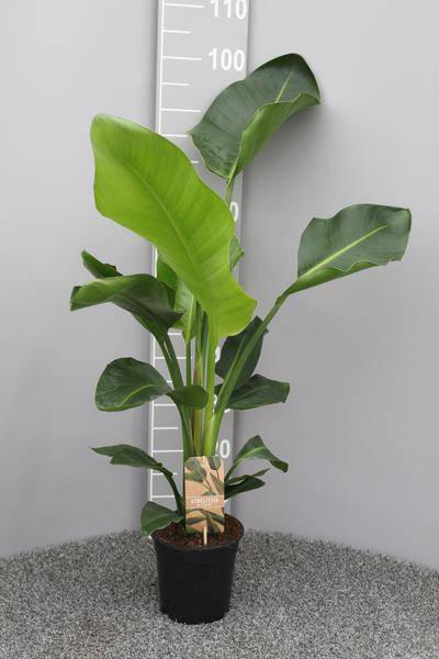 Baum-Strelitzie - Strelitzia Nicolai - Zimmerpflanze - ø17cm - ↕70cm