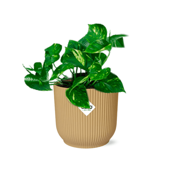 Efeutute - Epipremnum Pinnatum 'Aureum' - Zimmerpflanze + Topf Vibes Fold 14cm Gelb