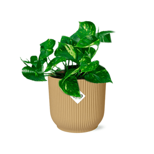 Efeutute - Epipremnum Pinnatum 'Aureum' - Zimmerpflanze + Topf Vibes Fold 14cm Gelb