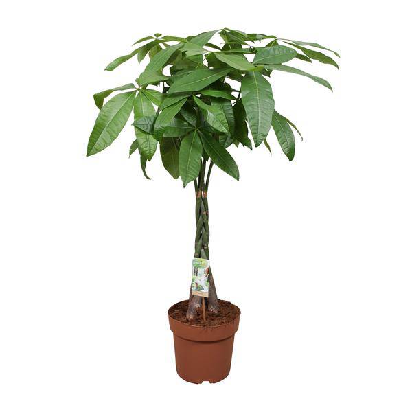 Glückskastanie – Pachira Aquatica – Ø24cm – 120cm hoch – Zimmerpflanze mit geflochtenem Stamm – Tropischer Geldbaum für Wohnzimmer, Büro & Wintergarten