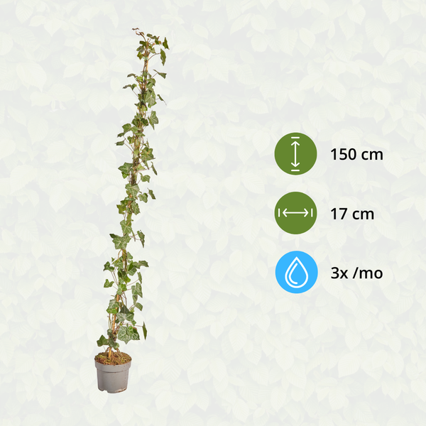 Hedera Hibernica – Efeu – gestäbt – Höhe 125-150cm – Immergrüne Kletterpflanze – robuste Heckenpflanze für Garten, Balkon & Terrasse