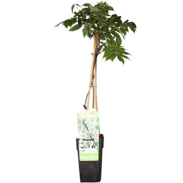 Weißer Blauregen - Wisteria floribunda 'Longissima Alba' - Weißer Regen - Ø15cm - ↕65cm