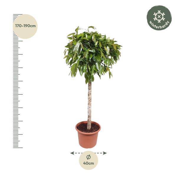 Gummibaum - Ficus Amstel King - Zimmerpflanze - 180cm - ø40cm