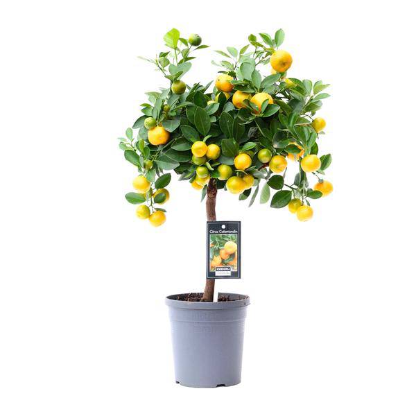 Orangenbaum - Zitrusfrucht Calamondin - Zimmerpflanze - Ø15cm - ↕45cm