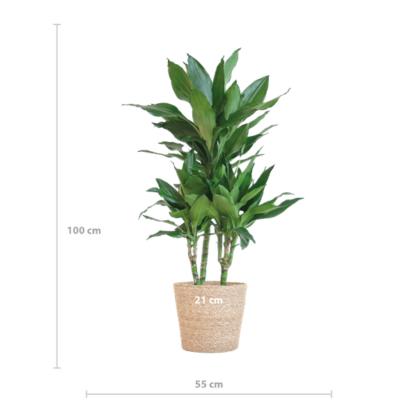 Dracaena Janet Lind 95cm – Drachenbaum Zimmerpflanze Ø21cm – pflegeleichte grüne Pflanze mit luftreinigender Wirkung – inkl. handgeflochtenem Seegras-Korb Sofia Natur