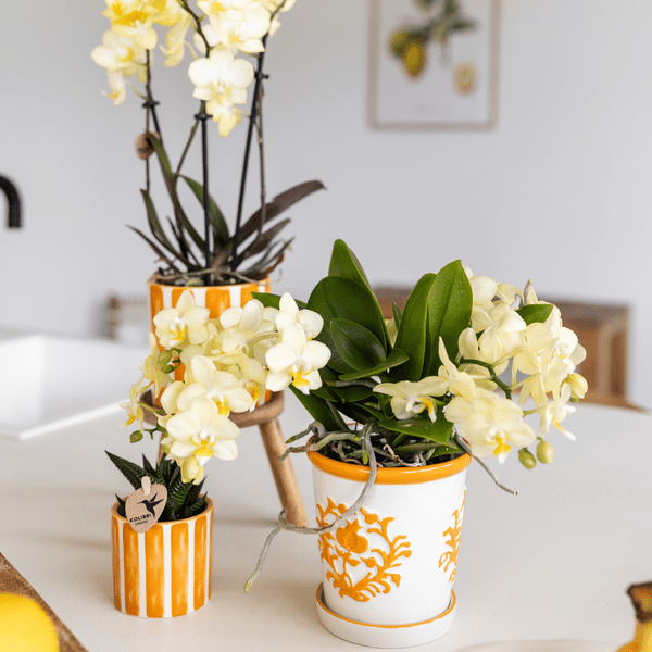 Malaga Blumentopf Orange Ø9cm – Dekorativer Keramiktopf in sommerlichem Design – Pflanzentopf für Zimmerpflanzen & Kräuter – Stilvolle Blumendeko für Wohnzimmer, Küche & Büro