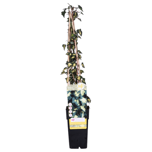 Gold-Efeu - Hedera helix 'Goldheart' - ↨65cm - Ø15cm - 4 Stück