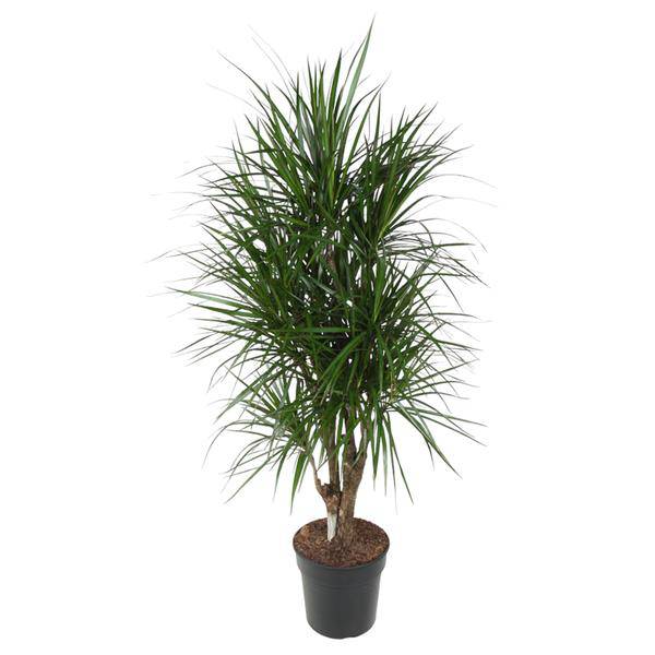 Drachenbaum - Dracaena Marginata - Zimmerpflanze - 140cm - ø31cm