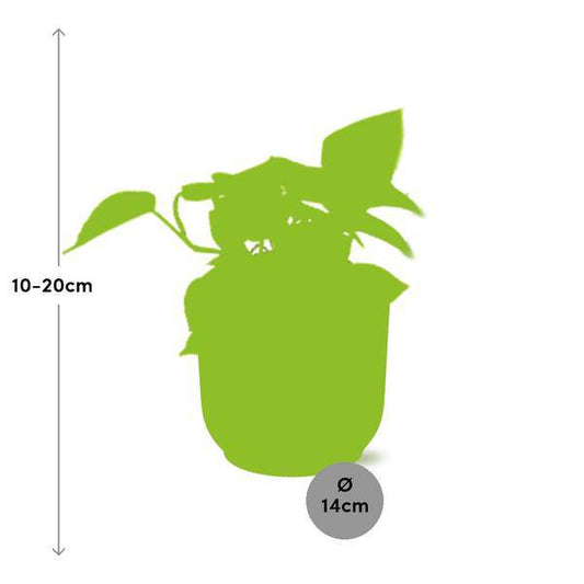 Efeutute - Epipremnum Pinnatum 'Golden Pothos' - Zimmerpflanze + Topf Vibes Fold 14cm Gelb