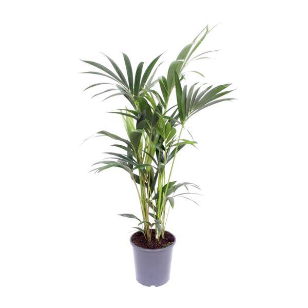 Kentia-Palme - Howea Forsteriana - Zimmerpflanze - Ø17cm - ↕75cm