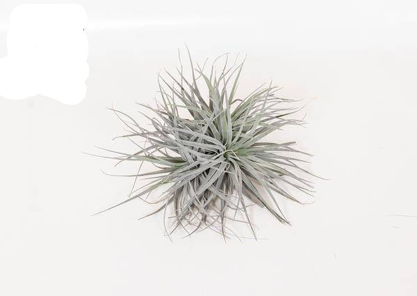 Luftpflanze Tillandsia Super Silber XL – Ø20cm – 15cm hoch – Pflegeleichte Zimmerpflanze – Exotisches Deko-Highlight