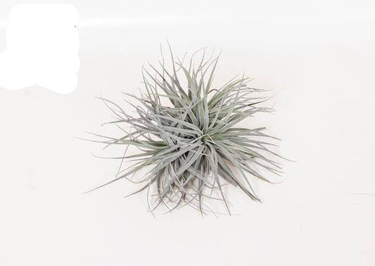 Luftpflanze Tillandsia Super Silber XL – Ø20cm – 15cm hoch – Pflegeleichte Zimmerpflanze – Exotisches Deko-Highlight
