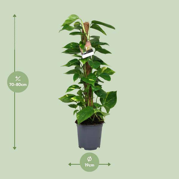 Efeutute - Scindapsus Epipremnum - Zimmerpflanze - Ø19cm - ↕80cm
