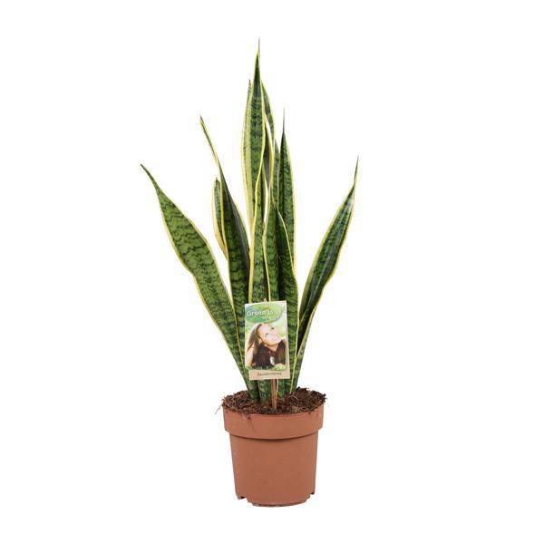 Bogenhanf - Sansevieria Trifasciata Laurentii - Zimmerpflanze - Ø17cm - ↕60cm