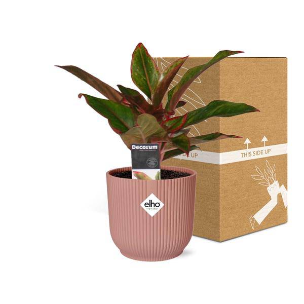 Kolbenfaden - Aglaonema Kreta - Zimmerpflanze + Topf Vibes Fold 14cm Rosa