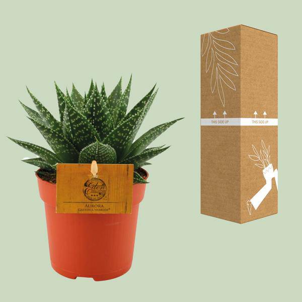 Sukkulente - Gasterie Hybride Aurora - Zimmerpflanze - Ø11cm - ↕15cm
