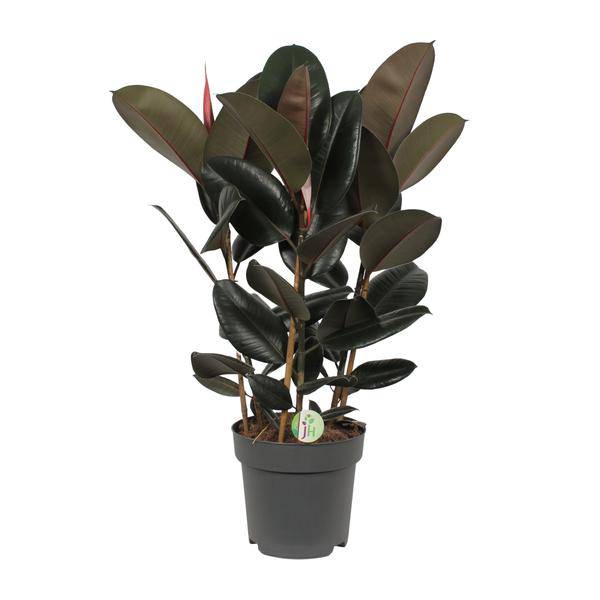 Feigenbaum - Ficus Abidjan - Zimmerpflanze - Ø27cm - ↕90cm
