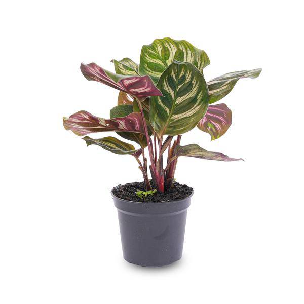 Calathea Makoyana – Pfauenpflanze – Terrarienpflanze – dekoratives Blattmuster
