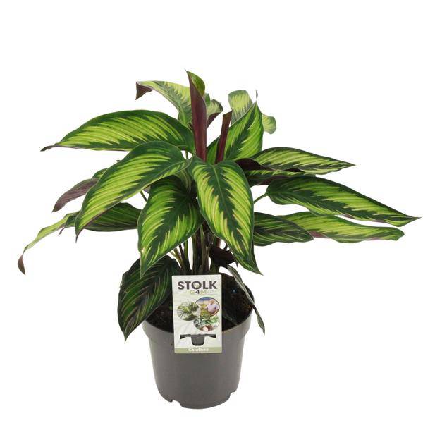 Calathea Majestica Princeps – Korbmarante – Zimmerpflanze – Ø14cm – Höhe ca. 45cm – Tropisches Blattmuster – Luftreinigend & Pflegeleicht