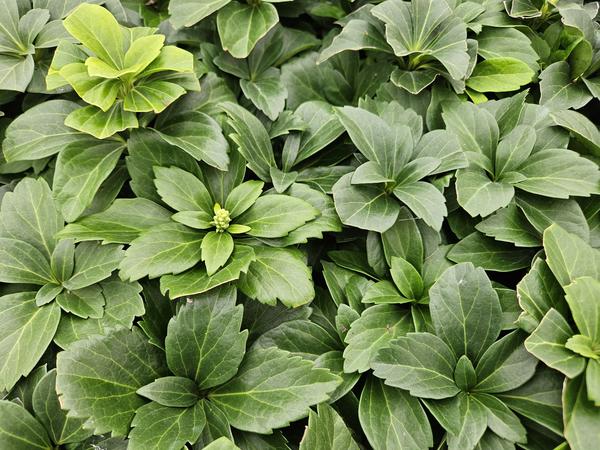 Japanischer Ysander - Pachysandra terminalis - ↕10-25cm - Ø9cm - 40 Stück