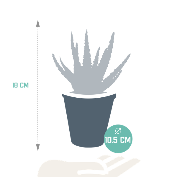 Sukkulente - Aloe Zebrina Dannyz - 10,5cm - Zimmerpflanze