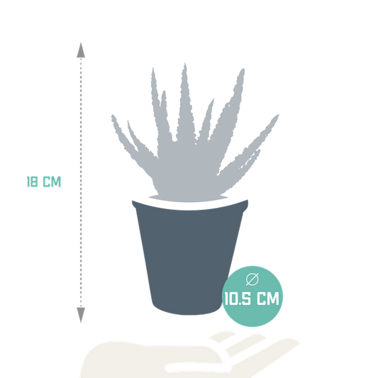 Sukkulente - Aloe Zebrina Dannyz - 10,5cm - Zimmerpflanze
