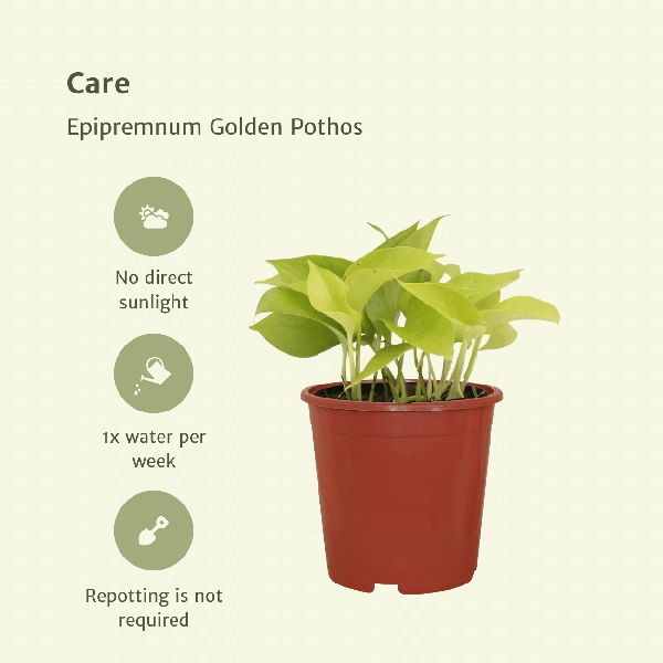 Efeutute - Epipremnum Golden Pothos Scindapsus - Zimmerpflanze - Ø12cm - ↕15cm - 4 Stück