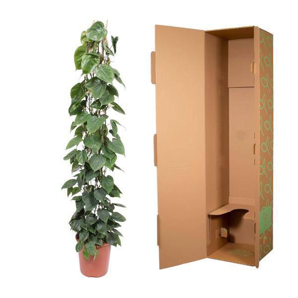 Baumfreund - Philodendron Scandens - Zimmerpflanze - 160cm - ø27cm