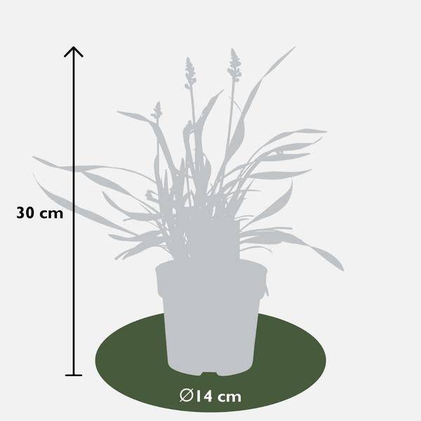 Liriope muscari 'Ingwersen' – Glöckchentraube – Immergrüne Staude – Ø14cm – ↨25-30cm – 3 Pflanzen– Bodendecker für Schatten & Halbschatten