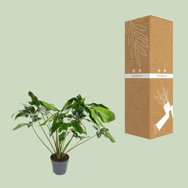 Baumfreund - Philodendron Green Wonder - Zimmerpflanze - Ø24cm - ↕100cm