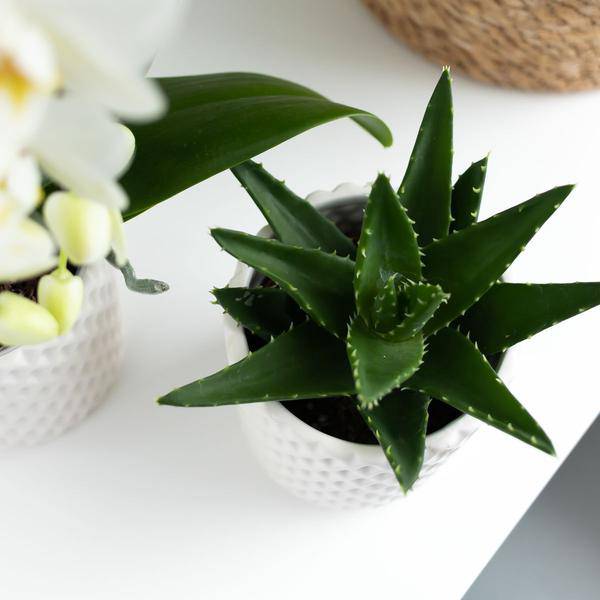 Sukkulente Aloe Brevifolia – Kleine Grüne Zimmerpflanze mit Stacheln – Ø6cm – Pflegeleicht & Robust – Ideal für helle Standorte ohne direkte Sonne