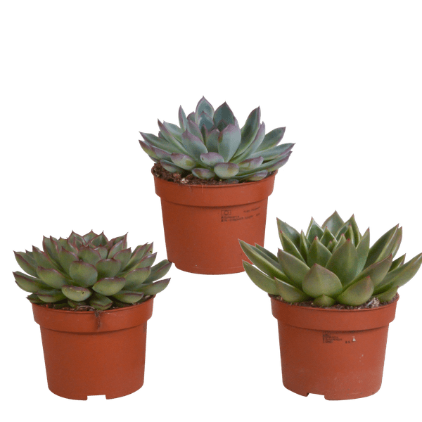 Steinrose - Echeveria - Mix - 10,5 cm - 3 Stück - Zimmerpflanze - Sukkulente