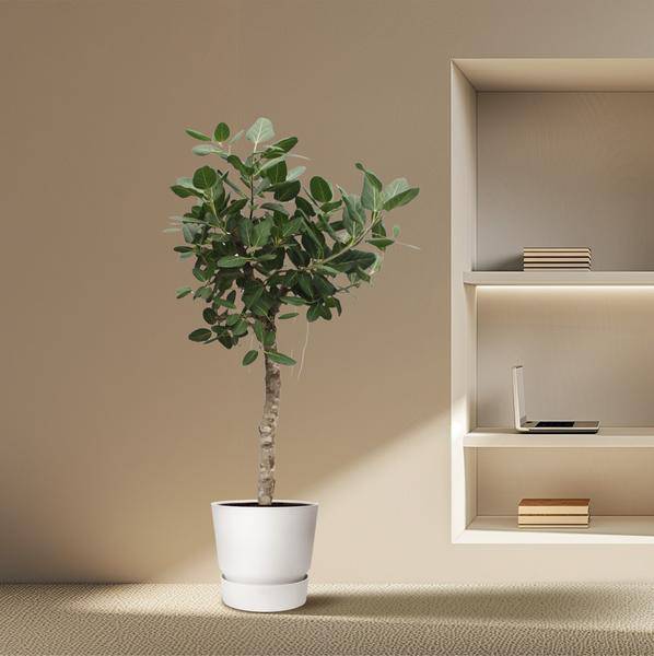 Banyan-Feige Ficus Benghalensis – 200cm hoch – Ø50cm – Exklusive Zimmerpflanze mit großen glänzenden Blättern – Pflegeleicht & robust – Für Wohnzimmer, Büro & Innenräume