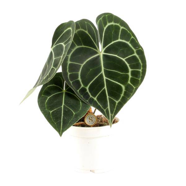 Herzblattblume - Anthurium Clarinervium - Zimmerpflanze - Ø12cm - ↕30cm