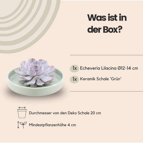 Sukkulente - Echeveria Lilacina in Schale 'Grün' - Zimmerpflanze - Ø20cm - ↕5cm