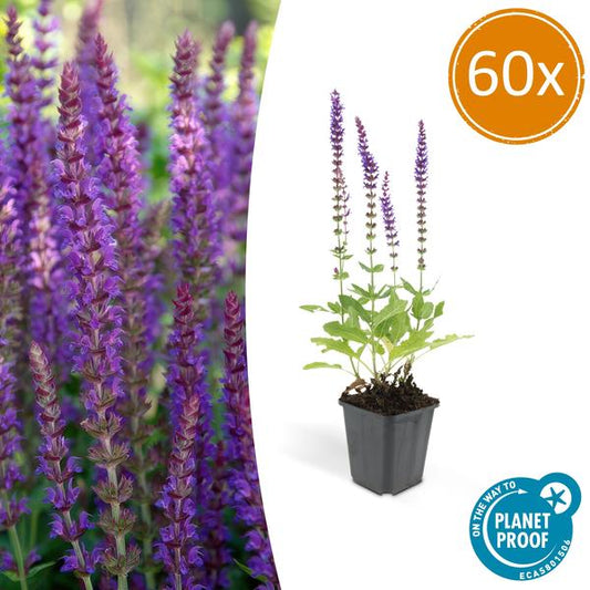 Blüten-Salbei Salvia nemorosa 'Ostfriesland' – 60 Pflanzen – Lila Blüten – Robuste Staude – Pflegeleicht – Sonne – Beete & Rabatten