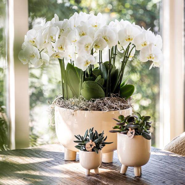 Kombi-Angebot Gummitöpfe Travertin – 3er Set Blumentöpfe Ø6cm, Ø9cm & Ø12cm – Dekotöpfe in Natursteinoptik – Pflanztöpfe für Orchideen, Zimmerpflanzen & Sukkulenten