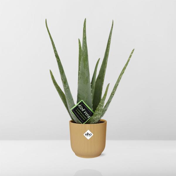 Echte Aloe - Aloe Vera - 12cm - Zimmerpflanze + Topf Vibes Fold 14cm Gelb