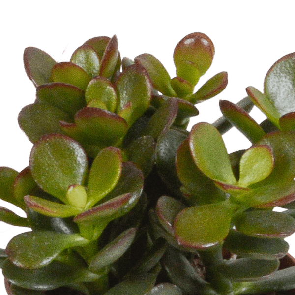 Dickblatt - Crassula - Mix - Zimmerpflanze - 8,5 cm - 3 Stück