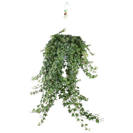 Hedera Helix Pitsburg – Efeu Hängepflanze – Zimmerpflanze Ø24cm – ca. 70cm Länge – Luftreinigende Kletterpflanze für drinnen