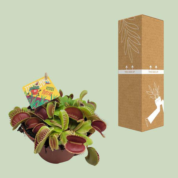 Venusfliegenfalle - Dionaea Muscipula - Zimmerpflanze - Ø12cm - ↕12cm