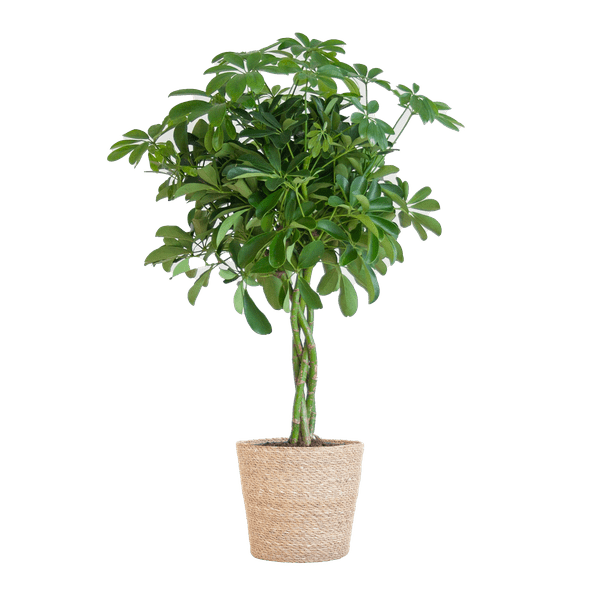 Schefflera Arboricola Nora – Birkenfeige – Zimmerpflanze + Blumentopf Sofia Natur – ↕70cm – Ø21cm – Handförmige Blätter – Pflegeleicht & dekorativ
