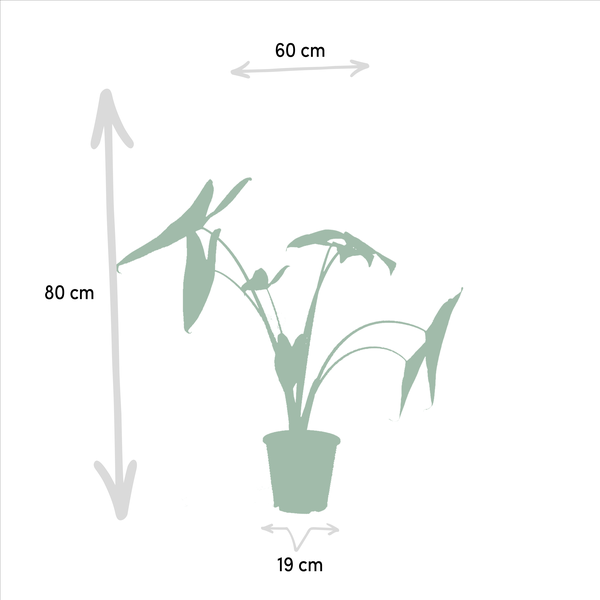 Pflanzenset - Pfeilblätter - Alocasia Zebrina - Ø19cm - ↕75cm + Alocasia Lauterbachiana - Ø19cm - ↕75cm