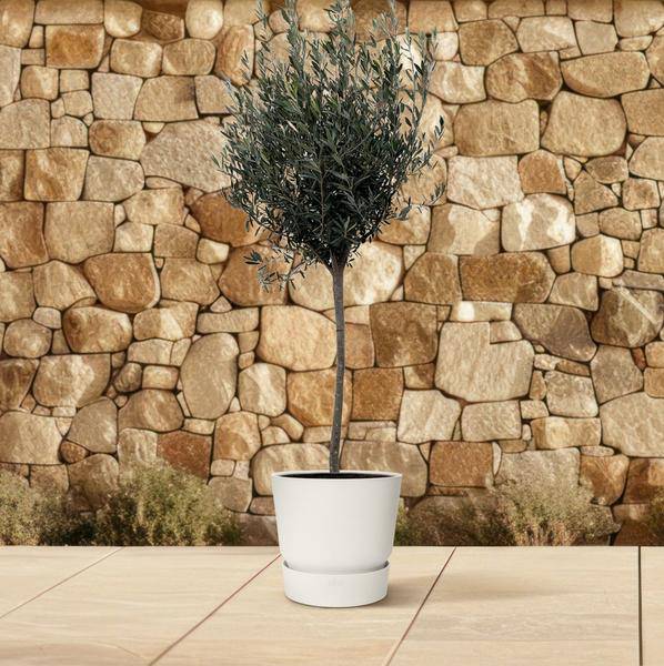 Olivenbaum – Olea Europaea 160cm – Ø24cm – Mediterrane Kübelpflanze mit silbergrünen Blättern – Edler Olivenbaum für Garten, Terrasse, Balkon & Wintergarten – Pflegeleicht