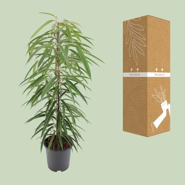 Schmalblättrige Birkenfeige - Ficus Binnendijkii Alii - Zimmerpflanze - Ø21cm - ↕80cm