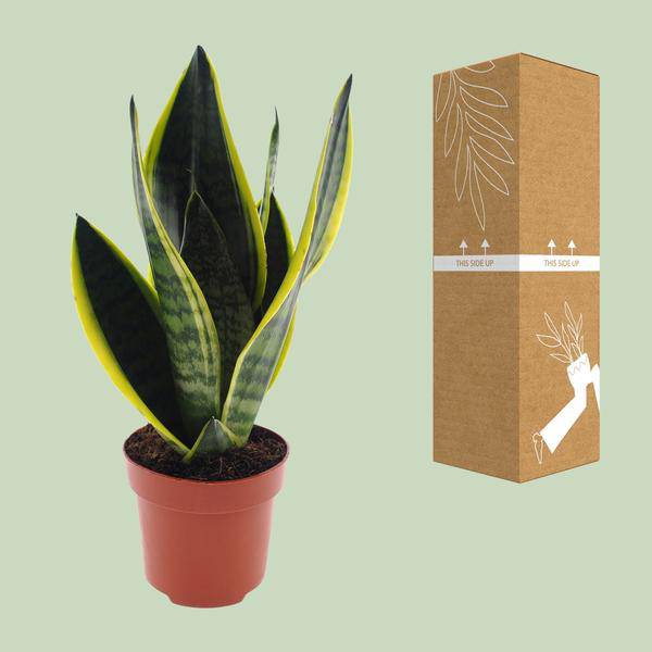 Bogenhanf - Sansevieria Futura Superba - Zimmerpflanze - Ø12cm - ↕30cm