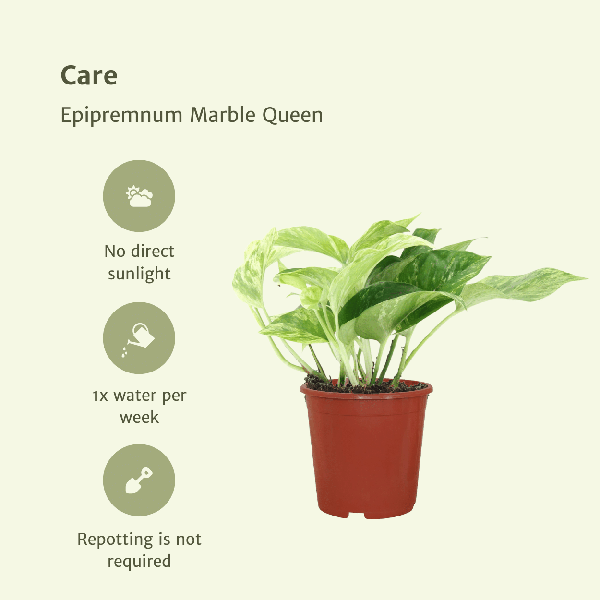 Efeutute - Epipremnum Marble Queen - Ø12cm - ↕15cm - 4 Stück