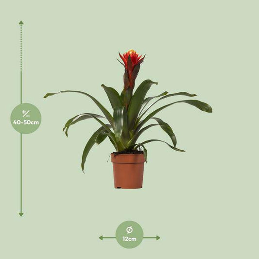 Bromelie - Guzmania Happiness - Zimmerpflanze - Ø12cm ↕45cm