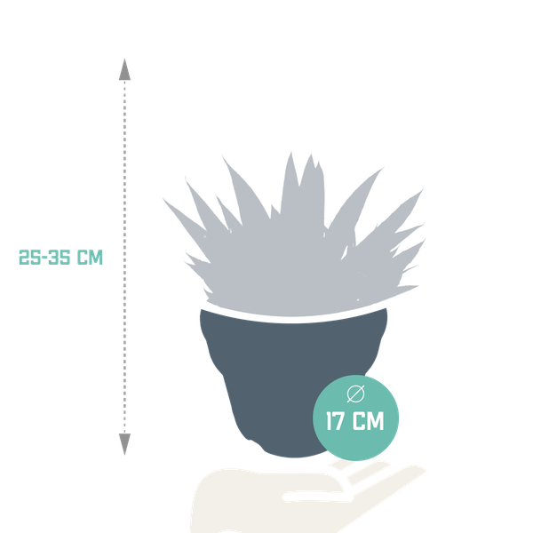 Gasterie - Gasteria 'd Due - Zimmerpflanze - Sukkulente - 17cm