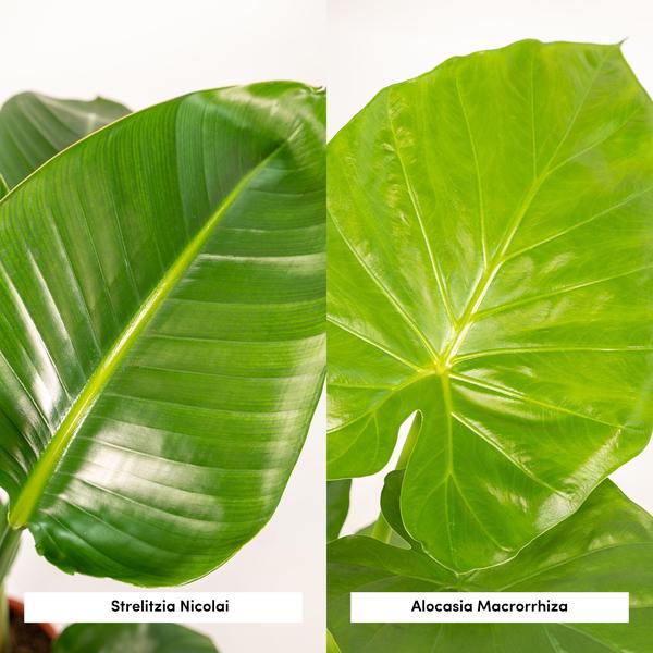 Pflanzenset - Strelitzia Nicolai - Ø19cm - ↕85cm + Alocasia Macrorrhiza - Ø19cm - ↕70cm